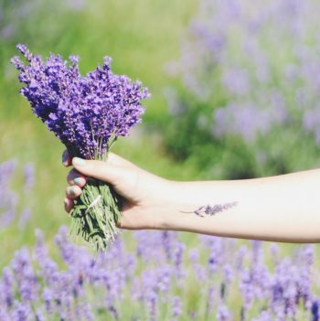 Lupine tattoo