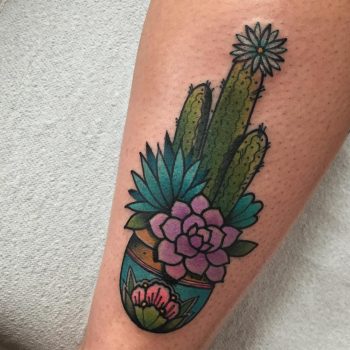 Cactus in a pot