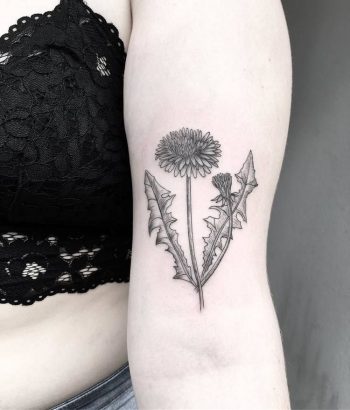 Sow thistle tattoo