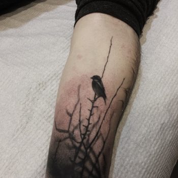 Bird on the branch