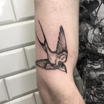 Black and grey swallow