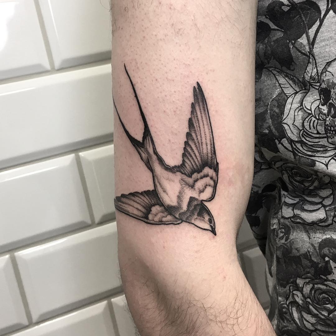 Black and grey swallow
