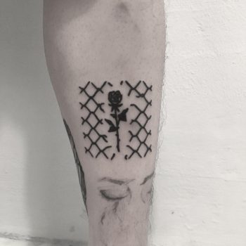 Rose in broken fence