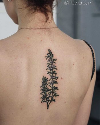Rosemary tattoo on the back