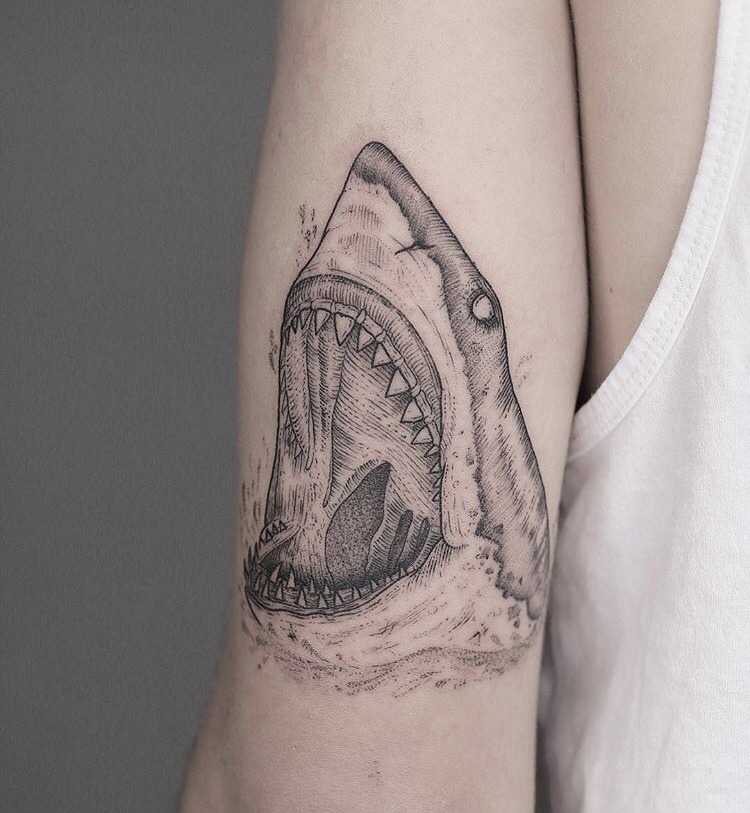 Shark by Hannah Nova