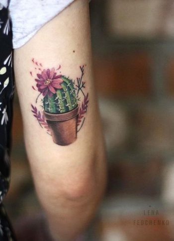 Colorful cactus in a flowerpot