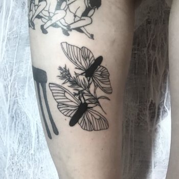 Two moths