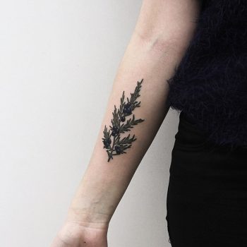 Juniper tattoo on the forearm by Olga Nekrasova