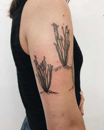 Ocotillo tattoo