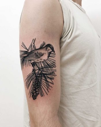 Bird on a pine branch by Finley Jordan