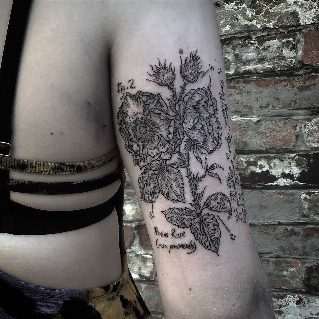 Rose de Provins tattoo