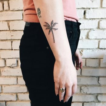 Nice palm tree by Kelli Kikcio