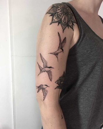 Terns by tattooist Spence @zz tattoo