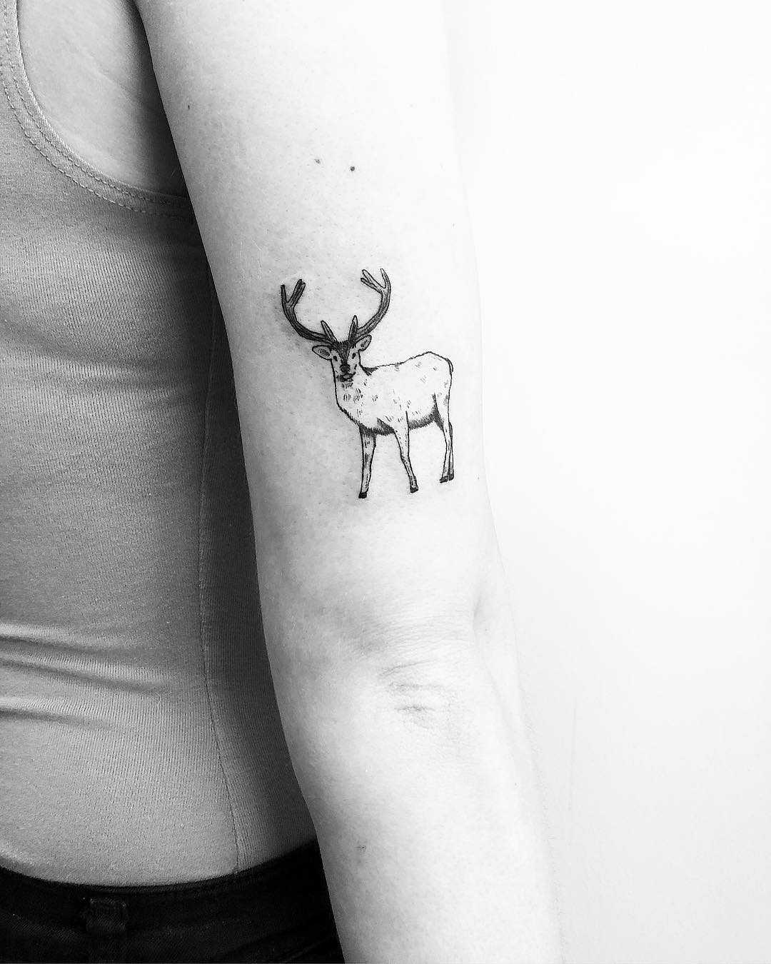 Stag by Jake Harry Ditchfield