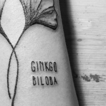 Ginkgo biloba by Marco Sorgato