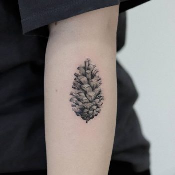 Pine cone by Hakan Adik