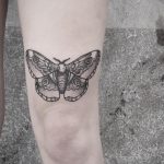 Black moth by @patcrump