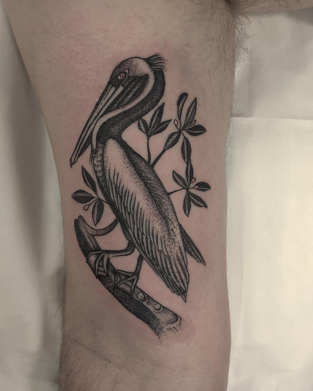 Audubon Pelican tattoo by @justinoliviertattoo