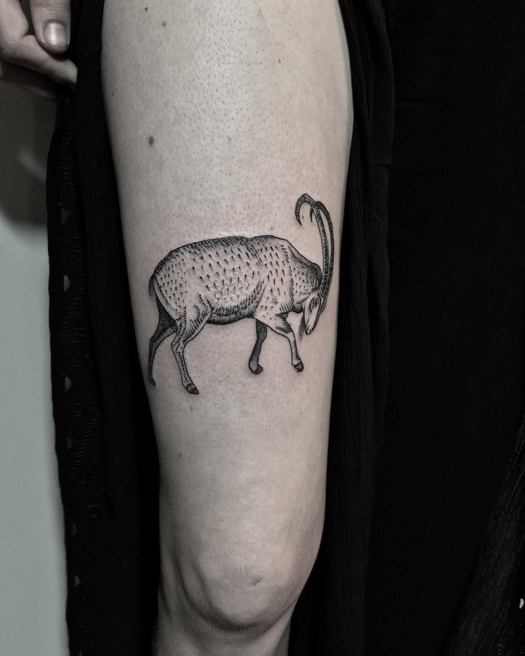Ibex tattoo by @justinoliviertattoo