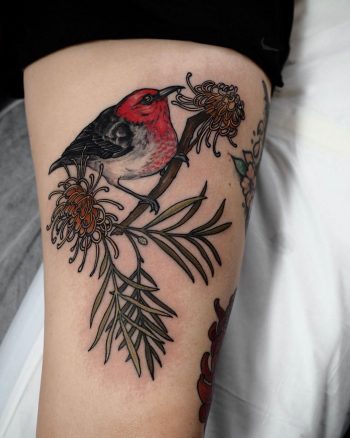 Red-faced Honeyeater by @sophiabaughan