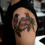 Three little Gouldian Finches by @sophiabaughan