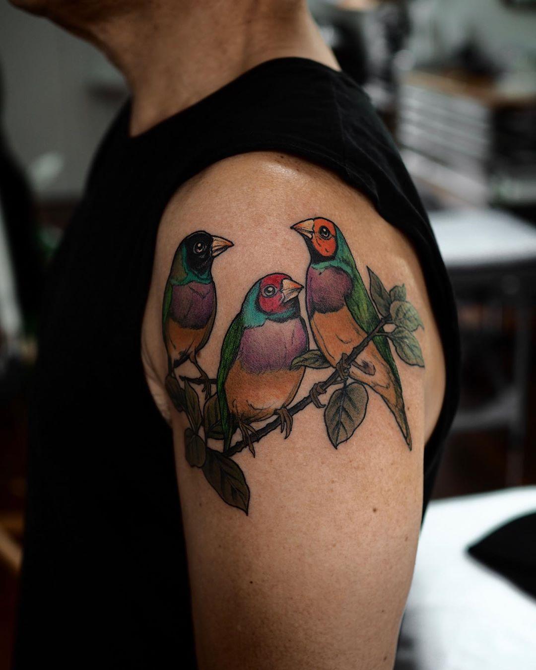 Three little Gouldian Finches by @sophiabaughan